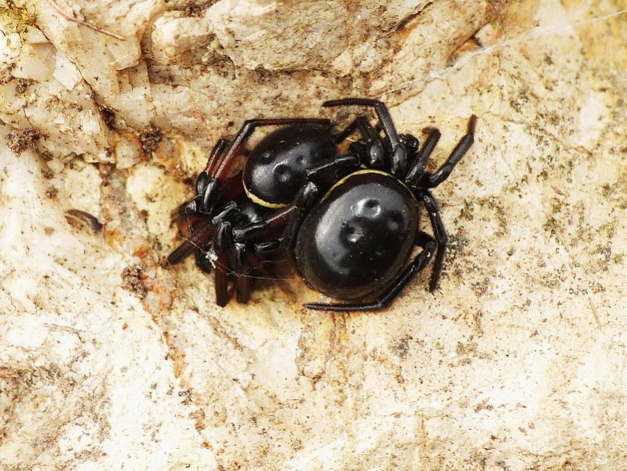 Coppie di Steatoda paykulliana - Tolfa (RM)